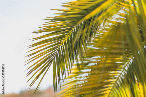 Large date palm leaves are yellow-green in backlight against the sky. Texture. Wallpaper. Postcard. Fragment.