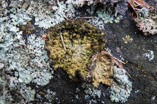 Rock Tripe Lichen Growing on Rock in Winter