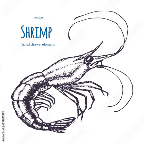 Set of shrimps. Hand drawn illustrations.Seafood concept on white background. Hand drawn boil prawn or shrimp. Background template for design. Can be use for menu, packaging.