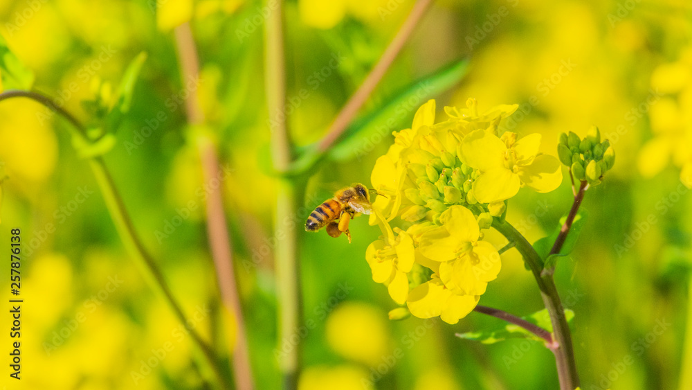菜の花とミツバチ