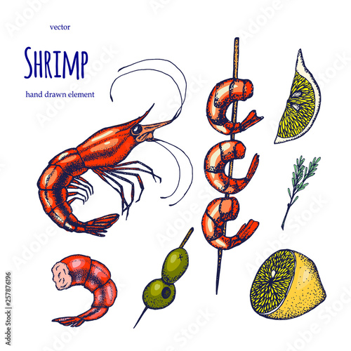 Set of shrimps. Hand drawn illustrations.Seafood concept on white background. Hand drawn boil prawn or shrimp. Background template for design. Can be use for menu, packaging.