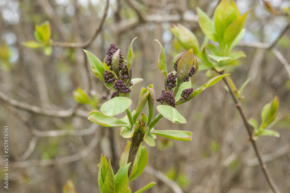 Fototapeta premium Lilac Flower Buds Sprouting in Winter
