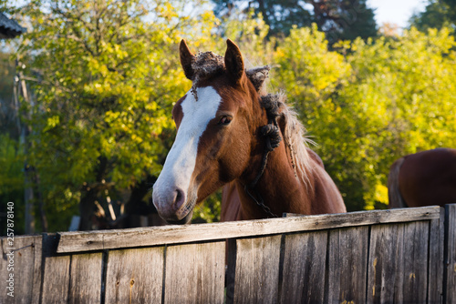Portrait of a horse behind a fence