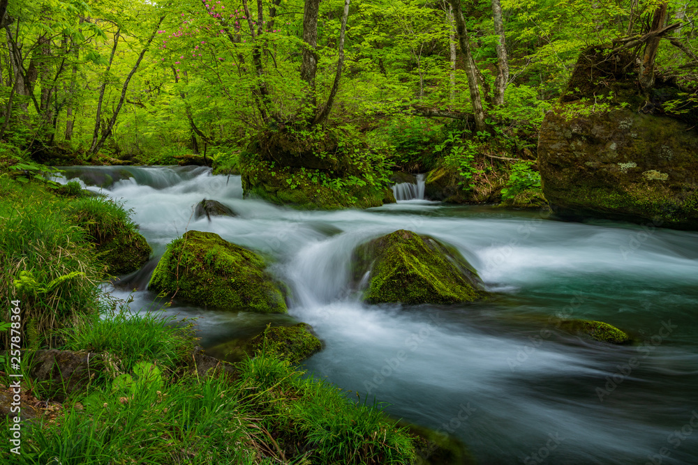 The fresh green of Aomori Prefecture Oirase mountain stream The fresh green of Aomori Prefecture Oirase mountain stream