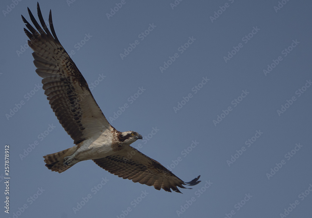 Obraz premium Osprey