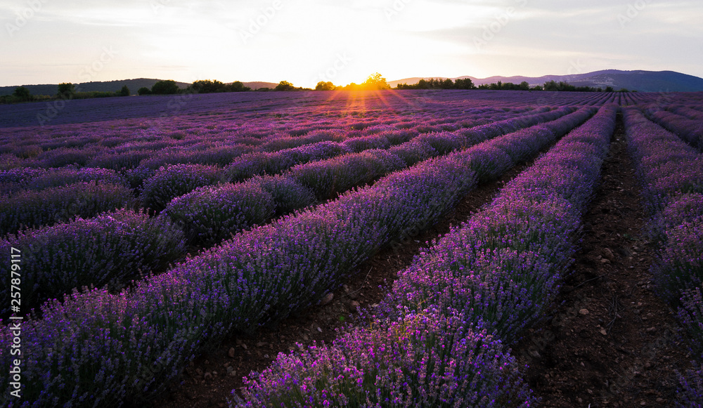 Lavender sunset magnificent view Lavender sunset magnificent view