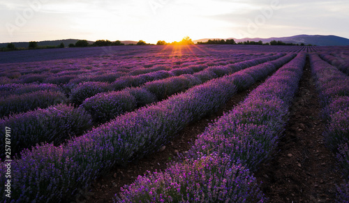 Lavender sunset magnificent view