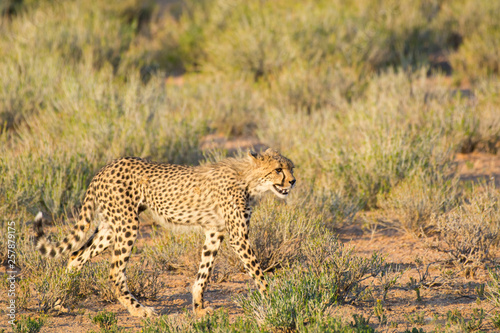 Adolescent cheetah is out in the warm and beautiful evening light, Kgalagadi Transfrontier National Park, South Africa, Africa.