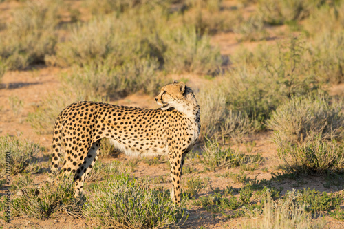 Elegant female cheetah looks back where her adolescents are, on the way in the warm evening light, Kgalagadi Transfrontier National Park, South Africa, Africa.