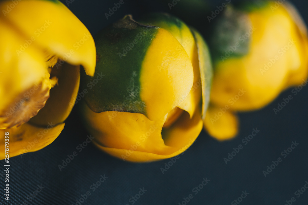 bouquet of yellow waterlily flower with green leaf. freshly ripped up. close up on black background of fabric. yellow lotus. vanishing plant, red data book. flower composition. Flat lay, top view. bouquet of yellow waterlily flower with green leaf. freshly ripped up. close up on black background of fabric. yellow lotus. vanishing plant, red data book. flower composition. Flat lay, top view.