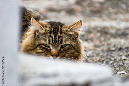 Fototapeta Naklejka Na Ścianę i Meble -  Cats and cats of different colors. Pets, stray animals on the streets of the city in Russia in the Rostov region. Beaten and unkempt muzzles, battered in the conditions of joint survival in nature