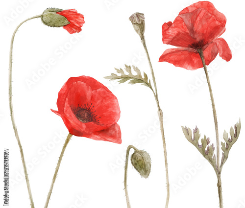 Red Poppy by watercolor