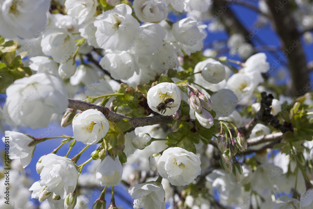 Obraz premium Spring and bee