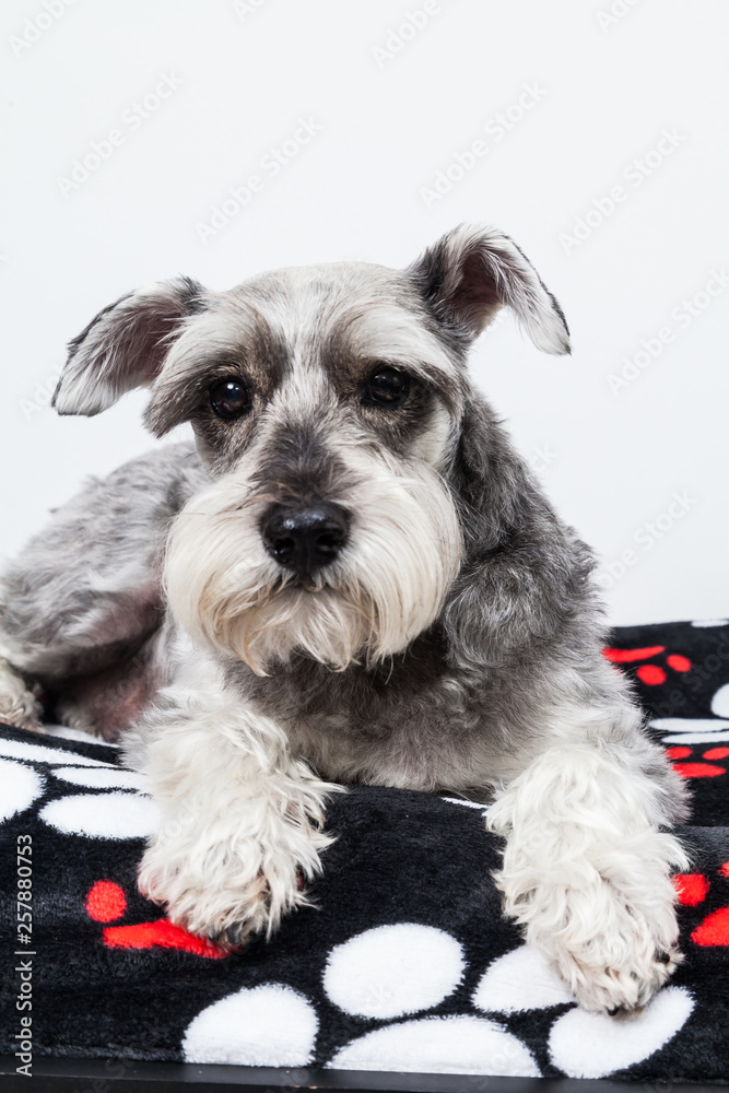 Tender pet - miniature Dog Schnauzer