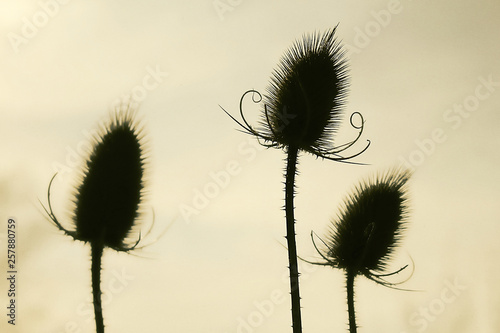 Distel