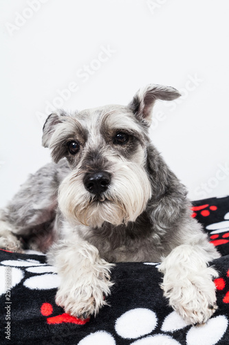 Tender pet - miniature Dog Schnauzer