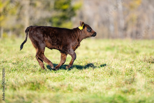 A Newborn Black Angus calve on a ranch on an Autumn day