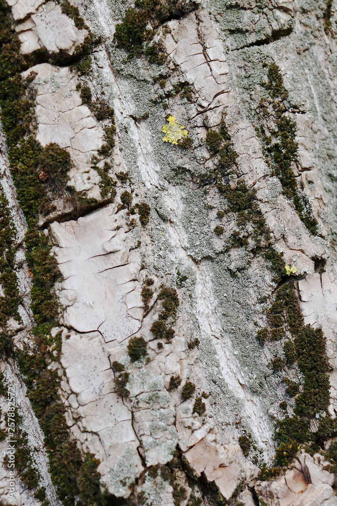 Fototapeta premium Gray inconspicuous bark of a spring tree covered with bright colors of moss and lichen.
