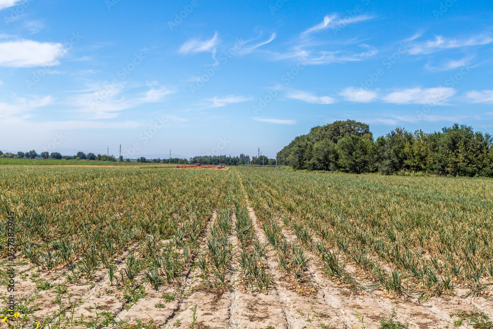 Field with onions for harvest