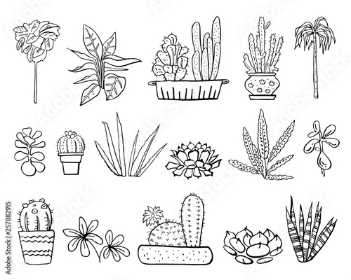 Houseplants, cactuses and succulents in flowerpots. Vector hand drawn outline black and white sketch illustration isolated on white background