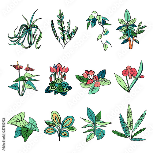 Houseplants set. Vector hand drawn color outline sketch illustration isolated on white background
