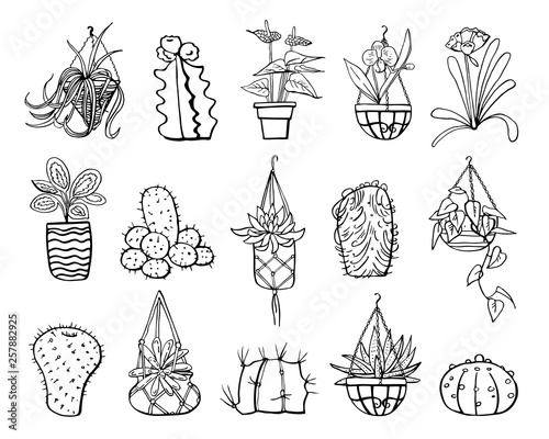 Houseplants, cactuses and succulents in hanging flowerpots and pots. Vector hand drawn outline black and white sketch illustration isolated on white background