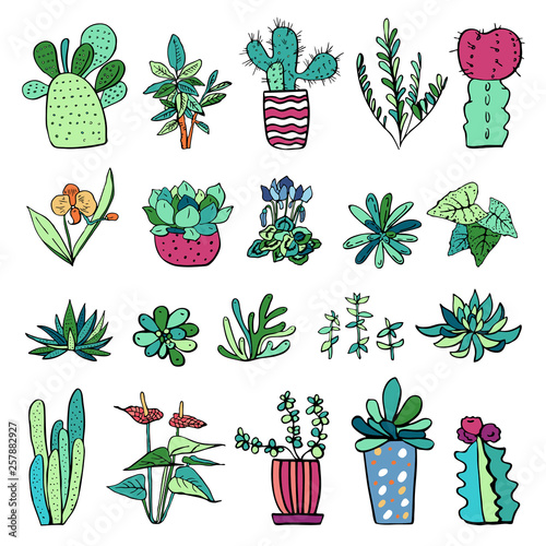 Houseplants and cactuses in flowerpots. Vector hand drawn outline color sketch illustration isolated on white background