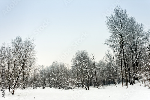 Wallpaper Mural Winter landscape with snow covered trees Torontodigital.ca