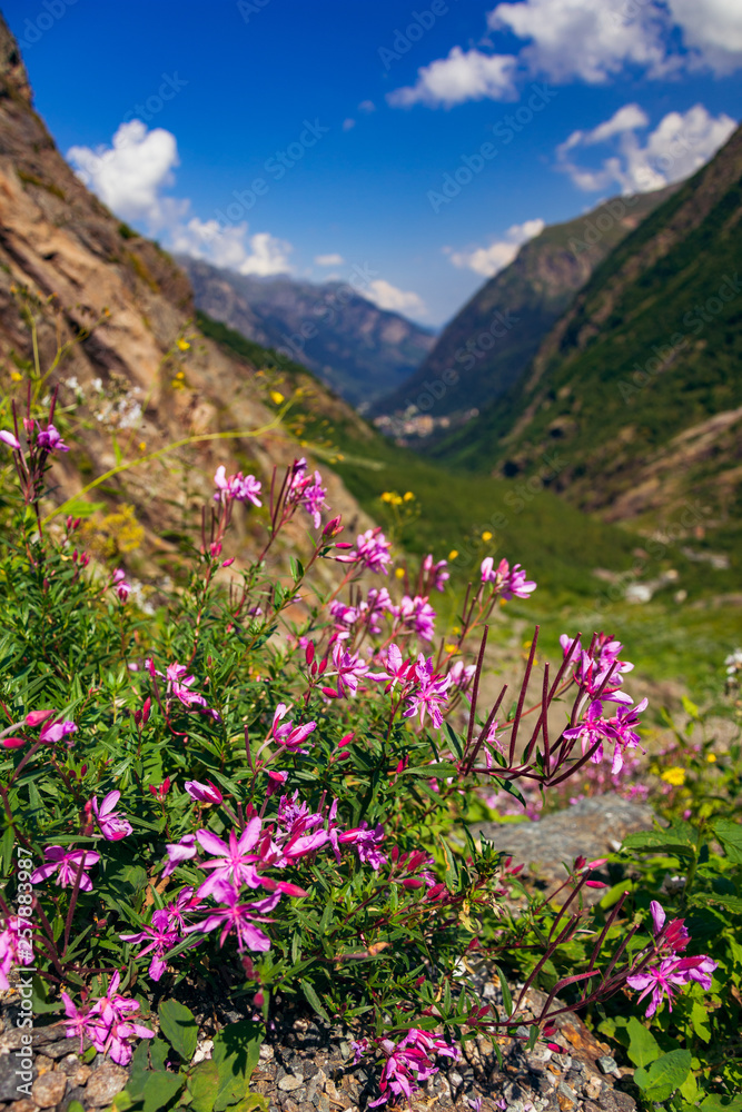 Obraz premium Pink flowers in the Caucasian mountains near Dombai