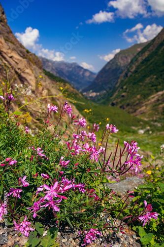 Pink flowers in the Caucasian mountains near Dombai