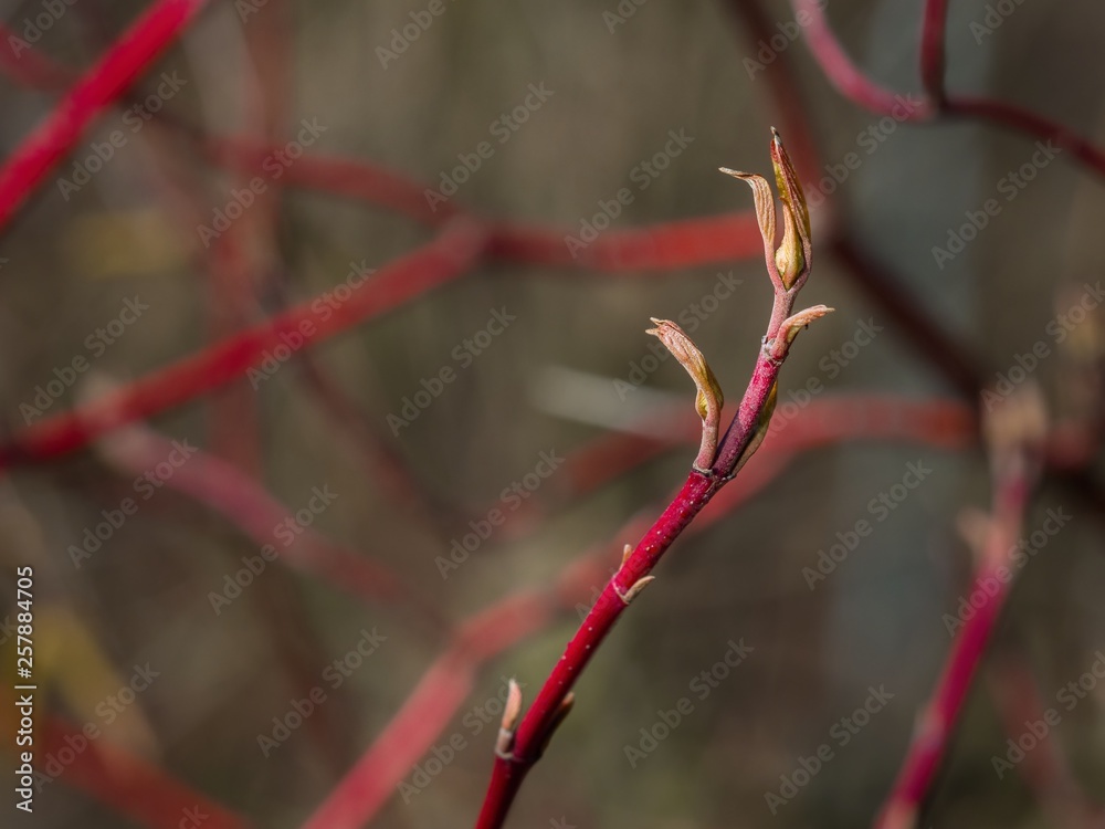 Bloody dogwood with buds Bloody dogwood with buds