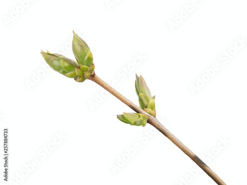 Lilac with buds