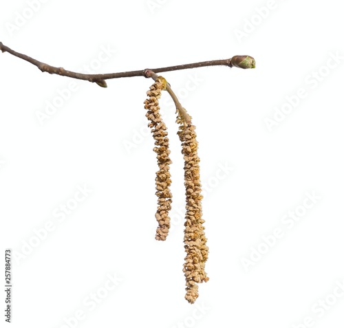 Hazel tree with bud