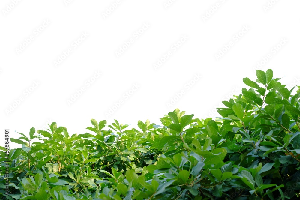 Tropical tree leaves with branches on white isolated background for green foliage backdrop 