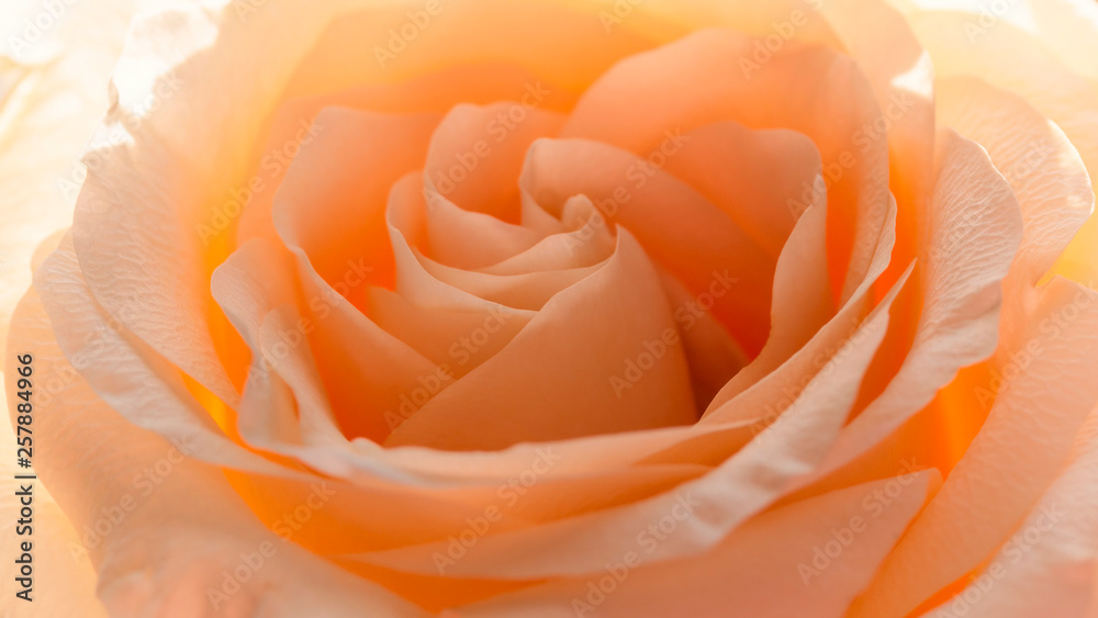 Rose flower close up. Rose flower close up.
