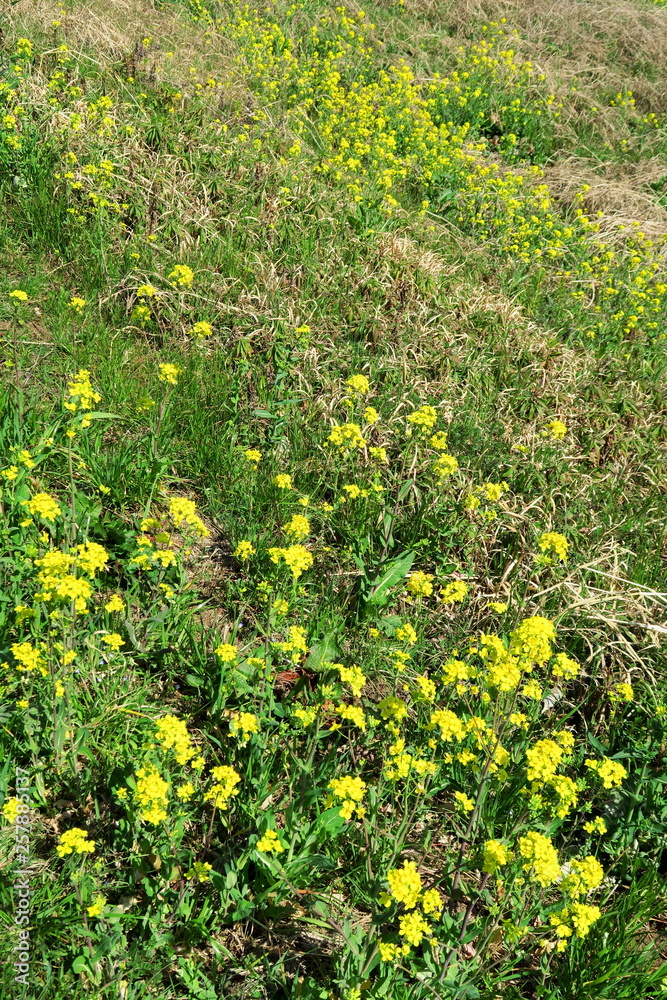 Obraz premium 枯れ草と菜の花咲く土手風景