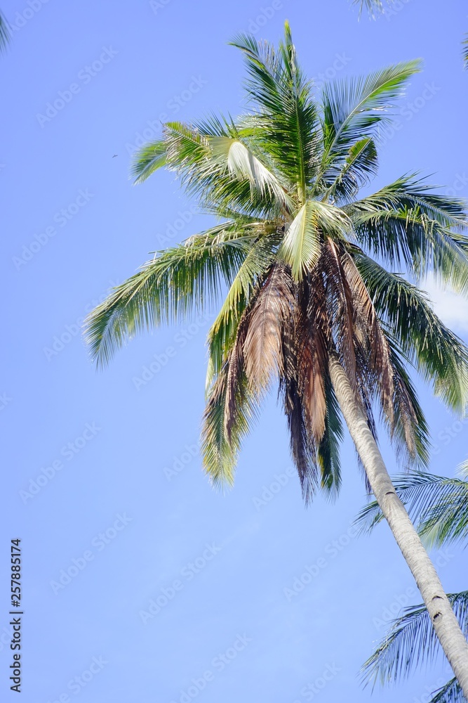 palm trees against blue sky