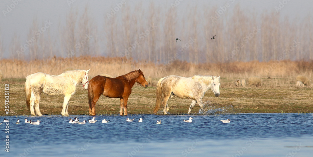 Three wild horses sorrel and white on the watering place Three wild horses sorrel and white on the watering place