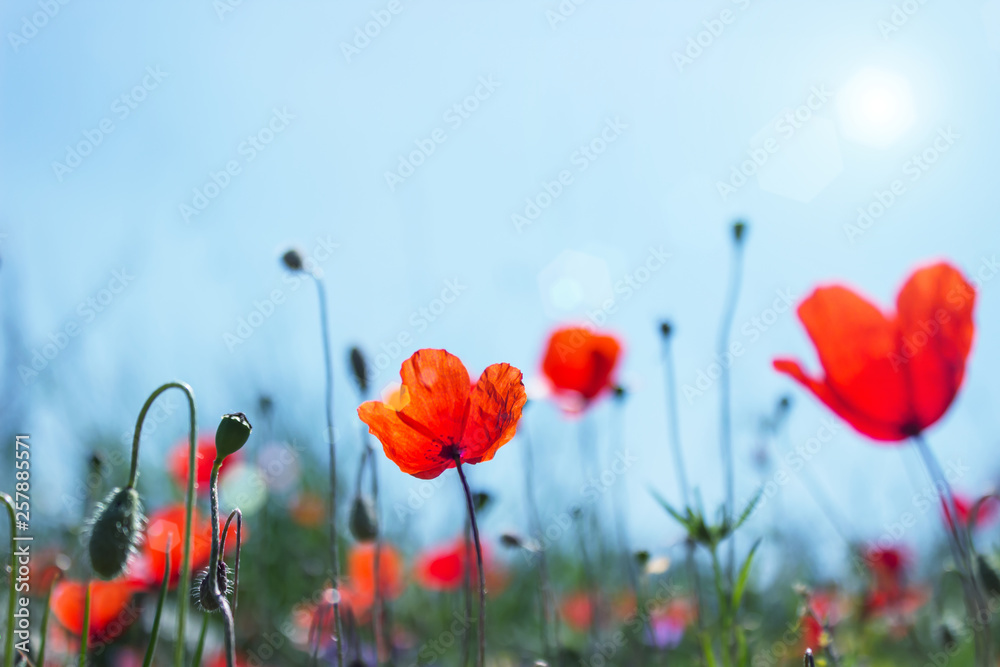 Naklejka premium Bright red poppies on spring meadow. Spring floral background. Selective focus.Sun flare.