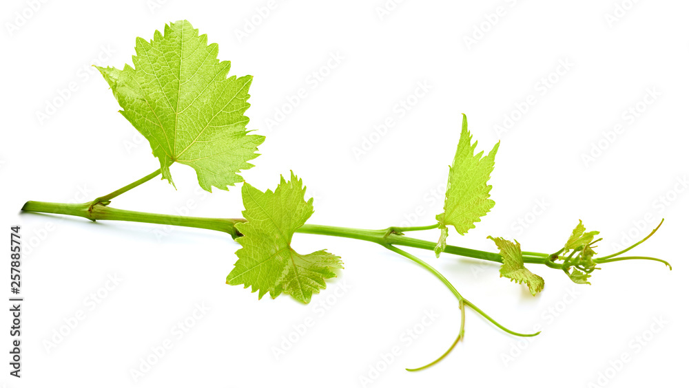 Grape leaf isolated on white Grape leaf isolated on white
