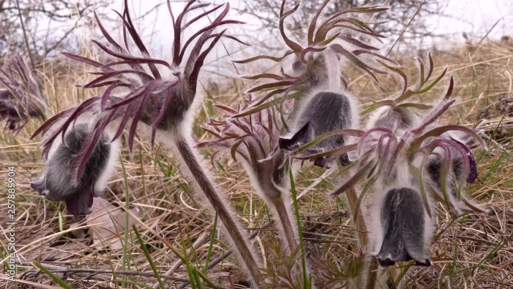 Sleep-grass (Pulsatilla pratensis) is a perennial herbaceous plant that blooms in spring (March-April). Odessa region, Tiligulsky Liman, (Ukraine) Sleep-grass (Pulsatilla pratensis) is a perennial herbaceous plant that blooms in spring (March-April). Odessa region, Tiligulsky Liman, (Ukraine)