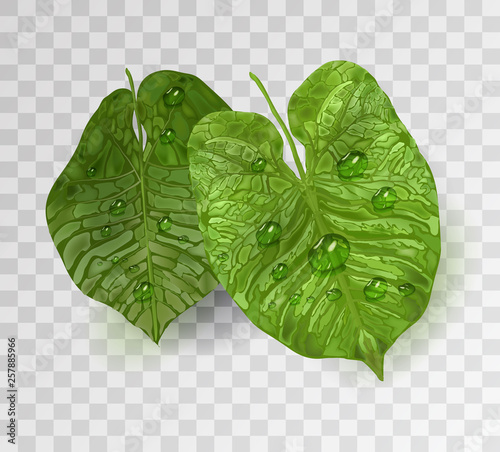 leave; tropical; isolated; leaves; leaf; green; background; white; transparent; coconut; monstera; tree; foliage; summer; plant; flora; nature; exotic; decoration; view; garden; botanical; branch; jun