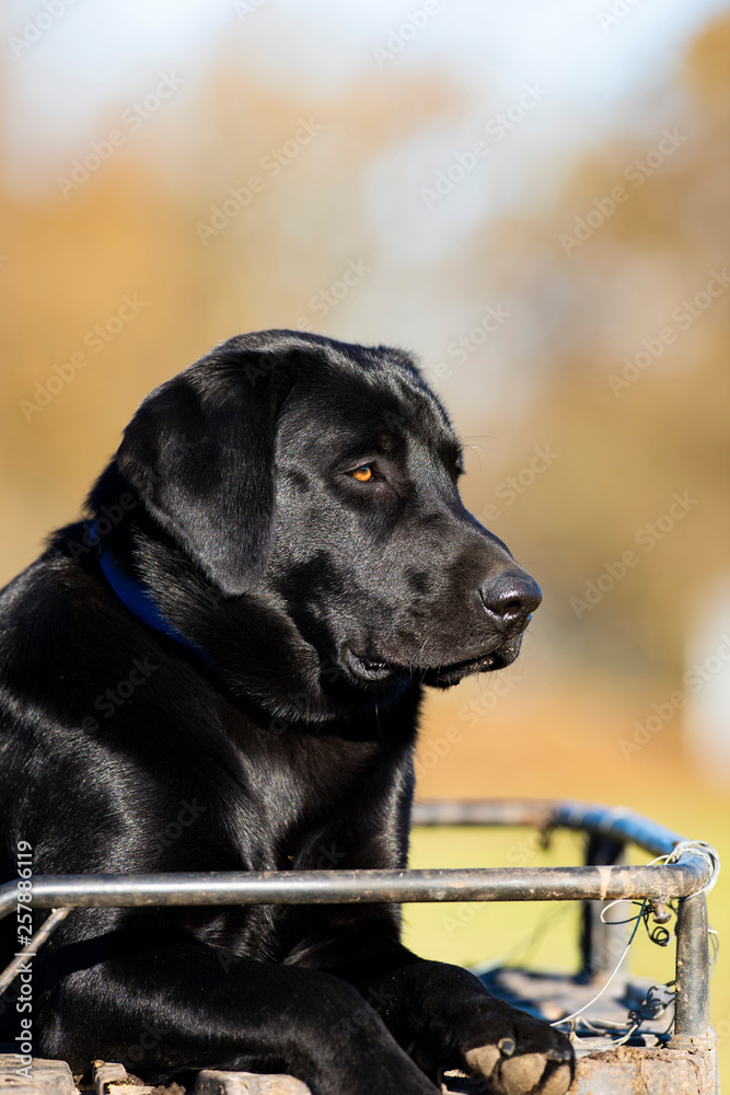 A BLack Labrador Retriever on an ATV on a Minnesota Farm A BLack Labrador Retriever on an ATV on a Minnesota Farm