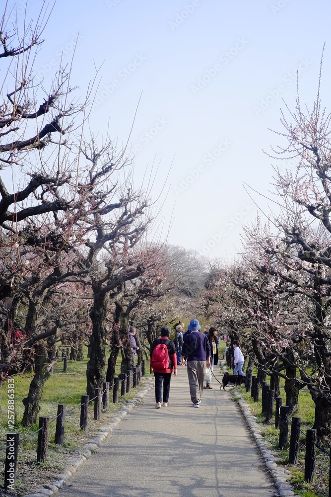 couple walking in the park Osaka