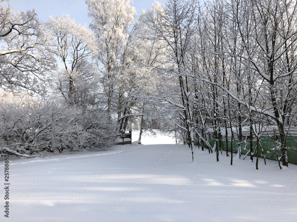 Fototapeta premium Winter trees