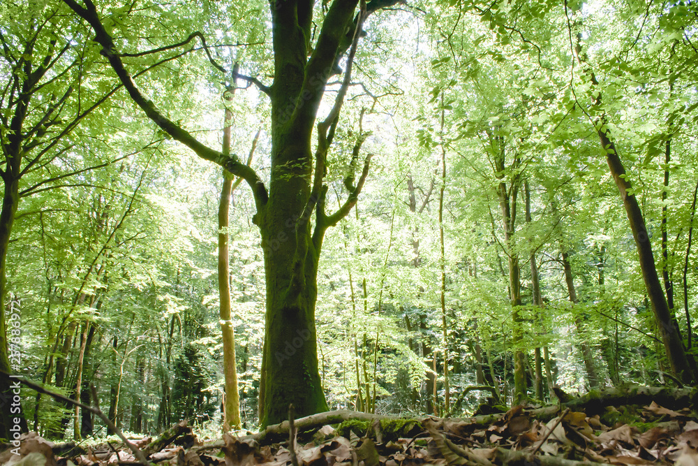 Paimpont forest in spring