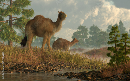 A pair of shaggy camels stroll through grassy hills dotted with larch trees. These are the now extinct high arctic camel that once lived in North America. 3D Rendering photo