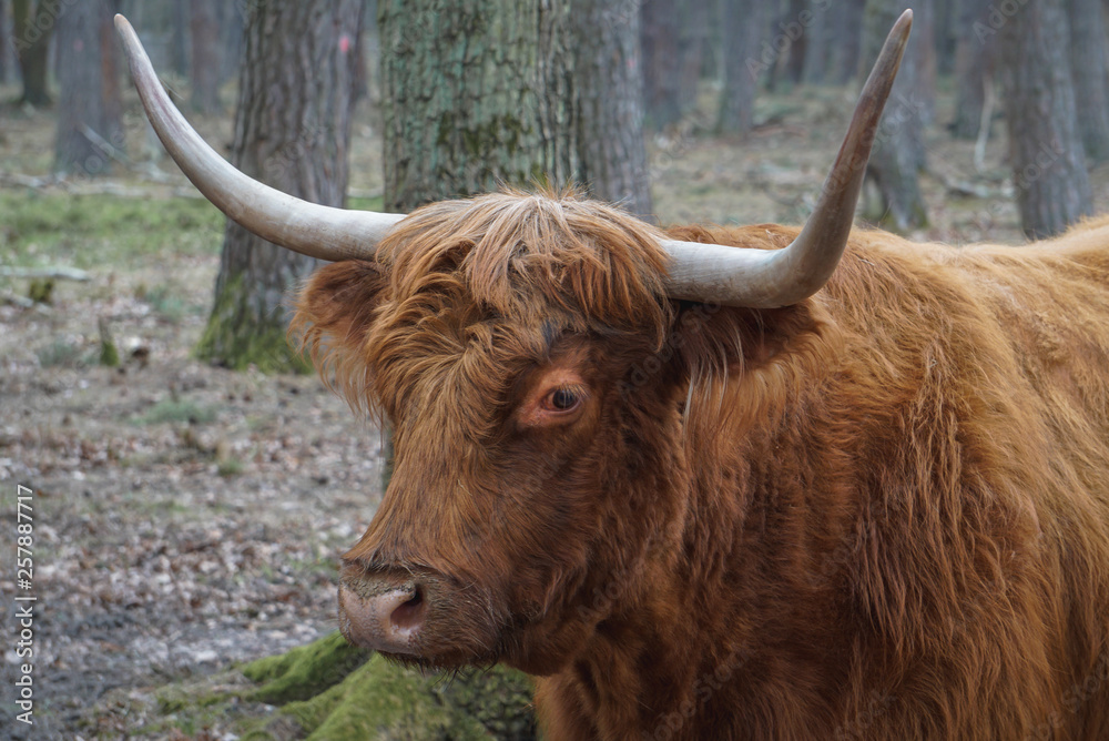 Schottisches Hochlandrind - Highland Cattle Schottisches Hochlandrind - Highland Cattle