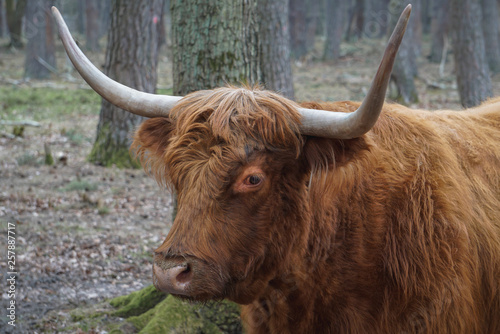 Schottisches Hochlandrind - Highland Cattle