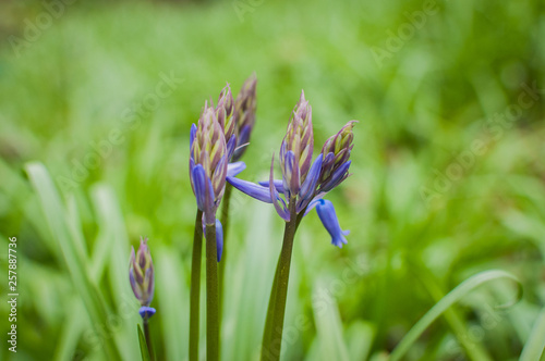Spring Bluebells with Grass Background